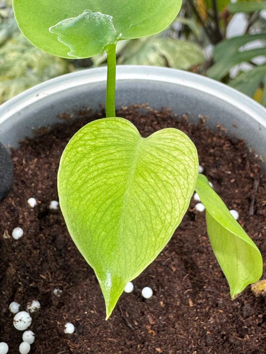 モンステラ デビルモンスター 2寸ポリポット 極希少・珍奇植物