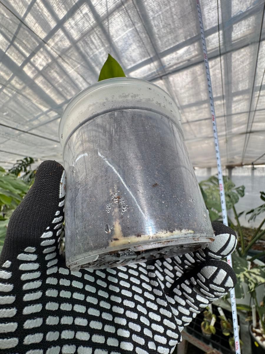 モンステラ デビルモンスター 2寸ポリポット 極希少・珍奇植物