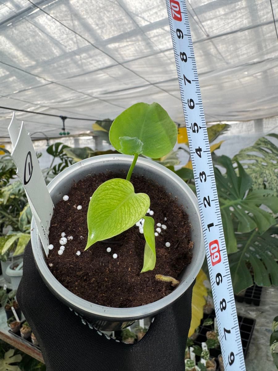 モンステラ デビルモンスター 2寸ポリポット 極希少・珍奇植物