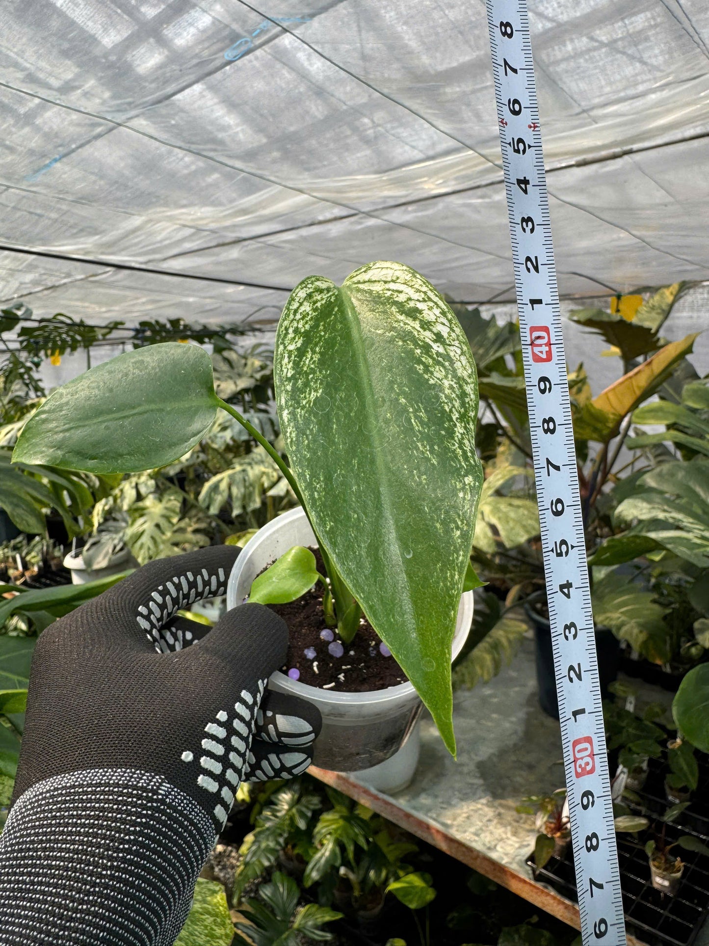 モンステラ デビルモンスター 極希少・珍奇植物