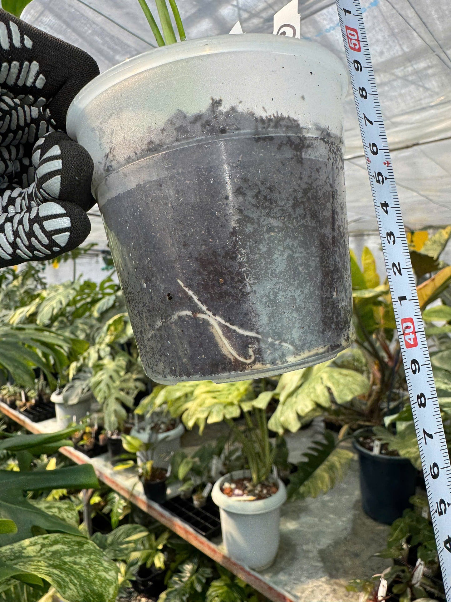 モンステラ デビルモンスター 極希少・珍奇植物