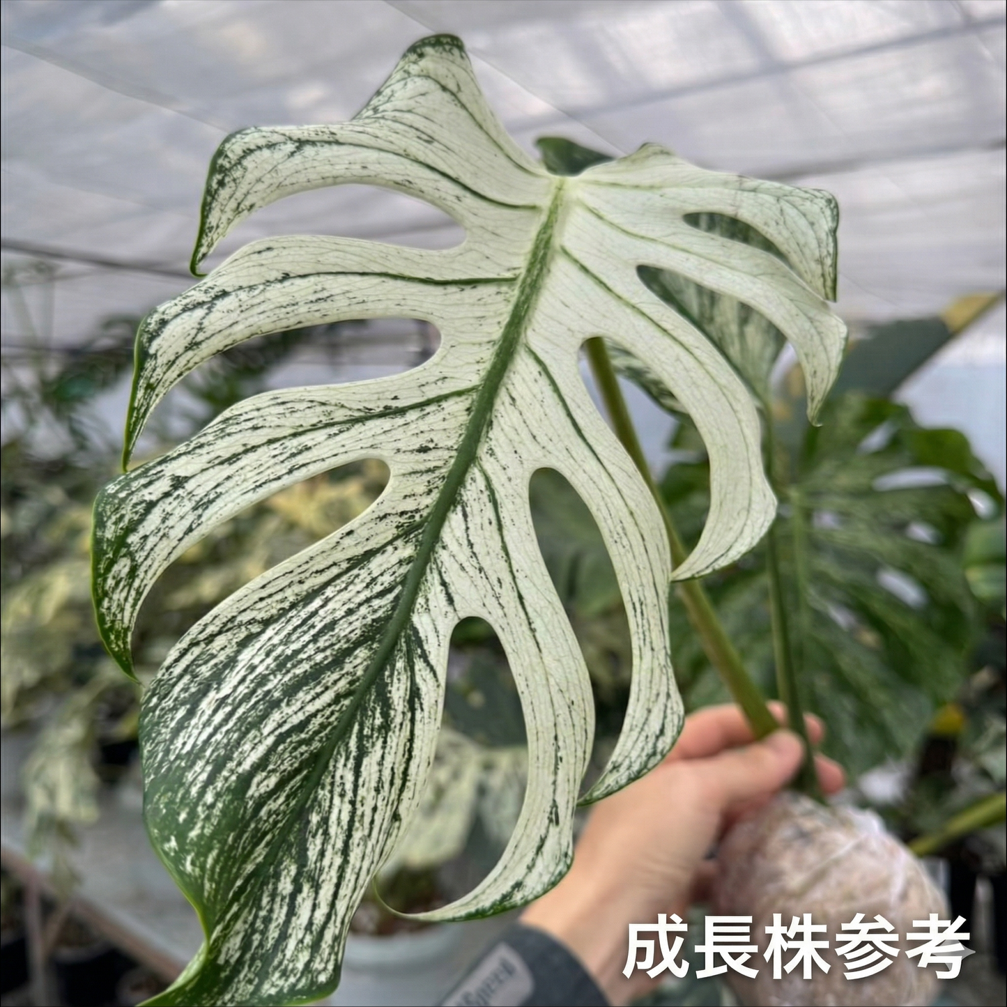 モンステラ デビルモンスター 2寸ポリポット 極希少・珍奇植物