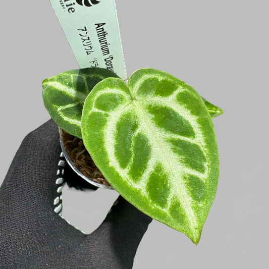 アンスリウム ‘ドラヤキ’ ハイブリッド 2号（2寸ポリポット）ネコポス発送