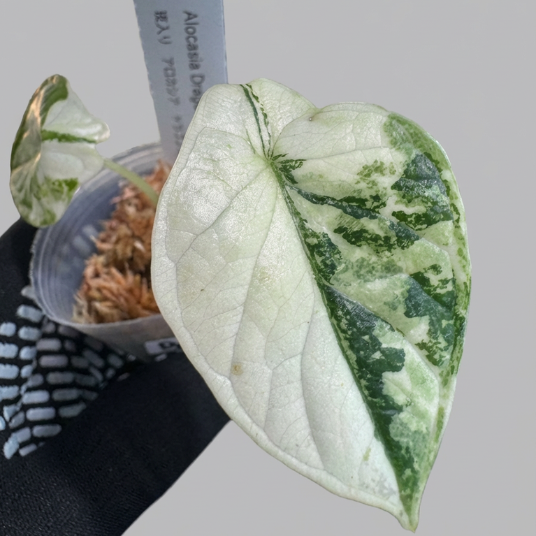 アロカシア ドラゴンスケール アルボ 2号 白斑入り【龍鱗のような葉に映える美しい斑】