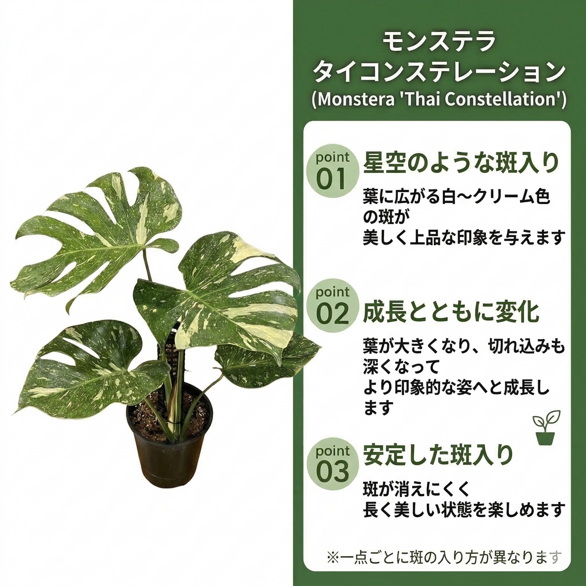 Jolie Nursery公式】モンステラ タイコンステレーション 斑入り 2号