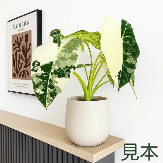 アロカシア – JolieNursery アロカシア – JolieNursery