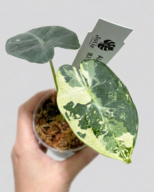 アロカシア グリーンベルベット 斑入り 2号（2寸ポリポット）【ビロードのような葉に映える美しい斑】