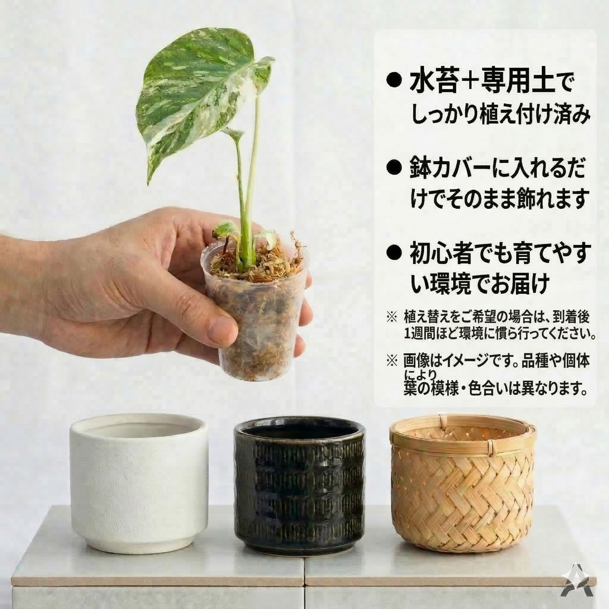 モンステラ デリシオーサ ホワイトモンスター 天津蘭 斑入り 2号 モンステラ デリシオーサ ホワイトモンスター 天津蘭 斑入り 2号