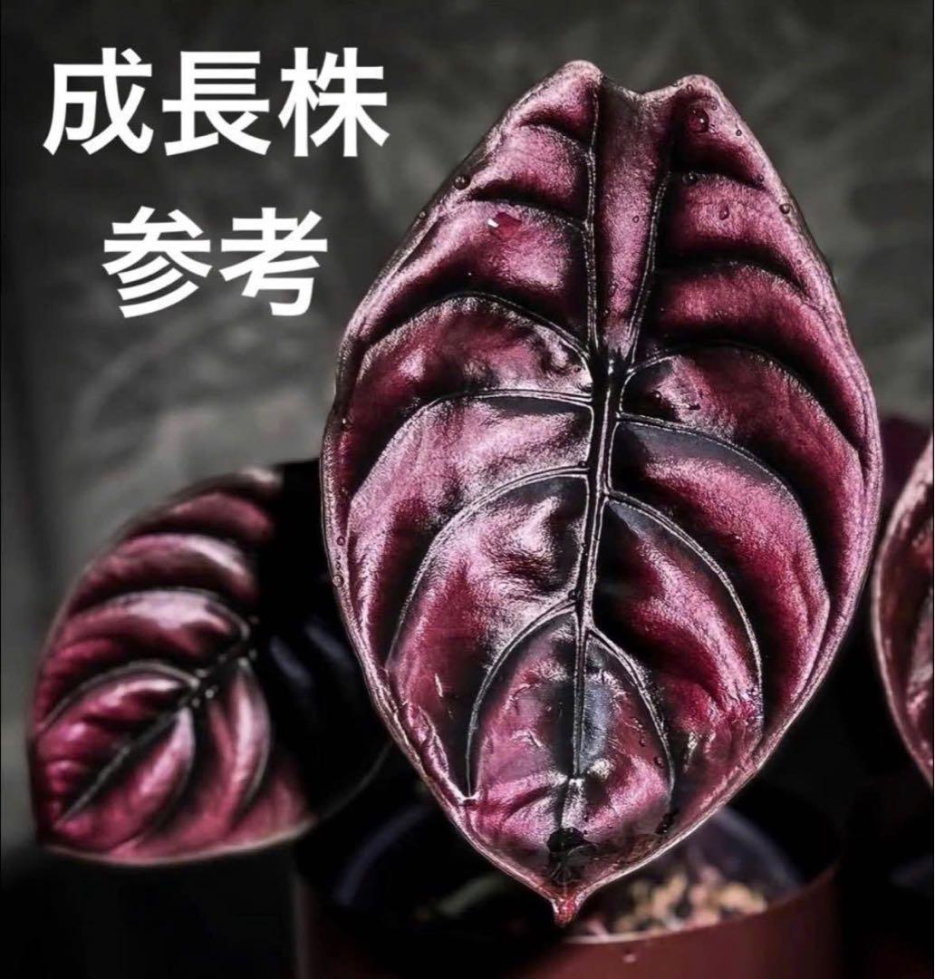 アロカシアの徹底解説：魅力、種類、希少性 – JolieNursery