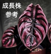 クプレア