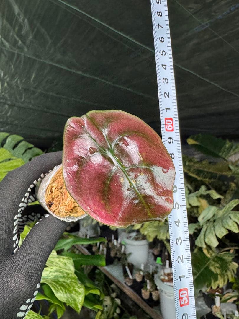 アロカシア クプレア レッドシークレット 2号【メタリックな赤銅葉が美しい】