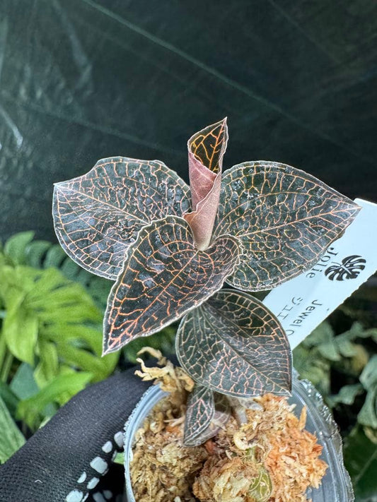 ジュエルオーキッド（宝石蘭）2寸ポリポット【輝く葉脈が美しい希少植物】