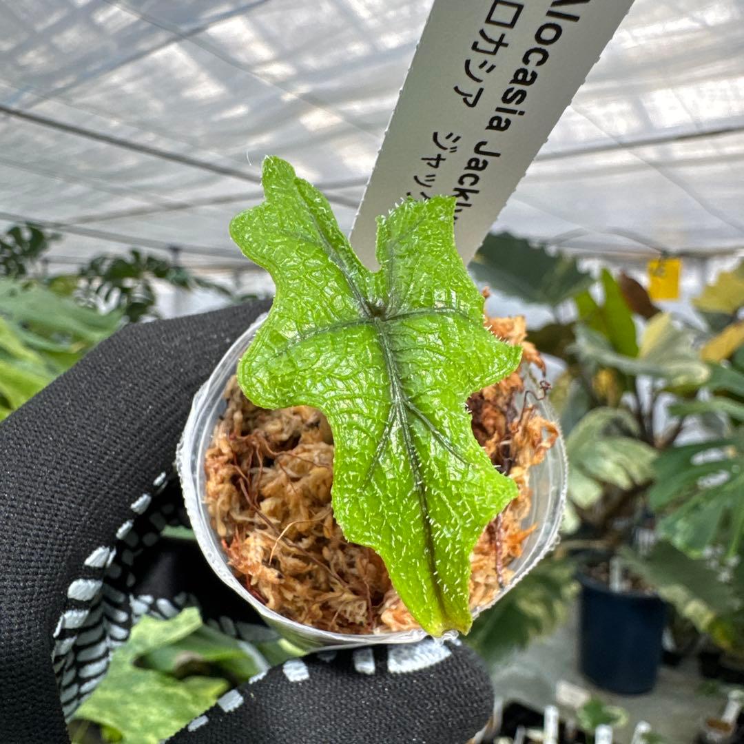 アロカシア – JolieNursery