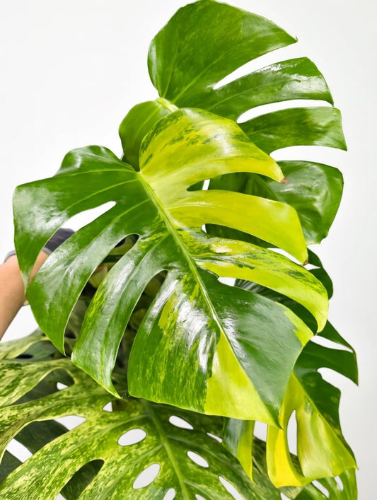 モンステラ　ボルギシアナ　オーレア　黄斑入り　カット苗