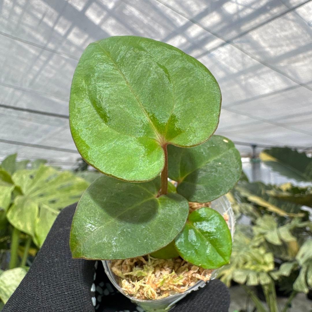 アンスリウム ダークフェニックス 2号（2寸ポリポット）【漆黒に輝く幻想的な葉姿】