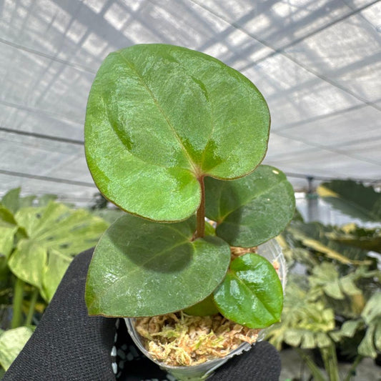 アンスリウム ダークフェニックス 2号【漆黒に輝く幻想的な葉姿】