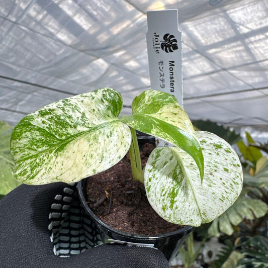 モンステラ デリシオーサ ホワイトモンスター 天津蘭 斑入り 2号 希少種