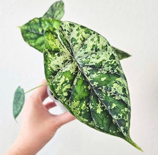 アロカシア ドラゴンスケール ミント 2号 （2寸ポリポット） 斑入り【神秘的なミント斑が美しい希少種】