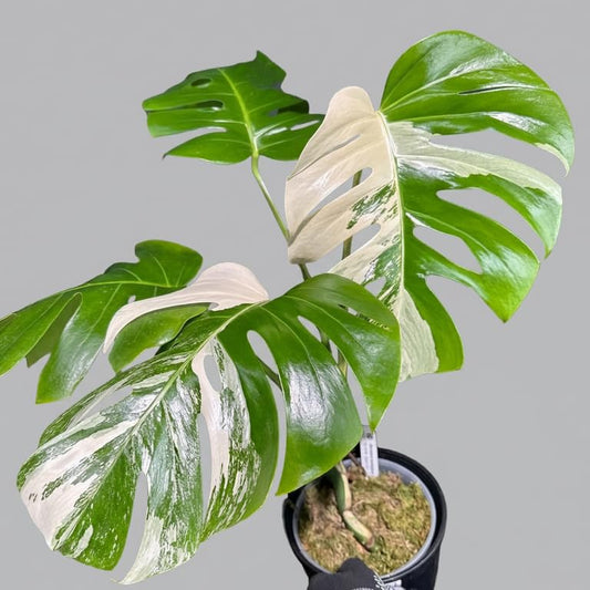 モンステラ　ボルギシアナ　アルボ　ホワイトタイガー斑入り　健康カット苗