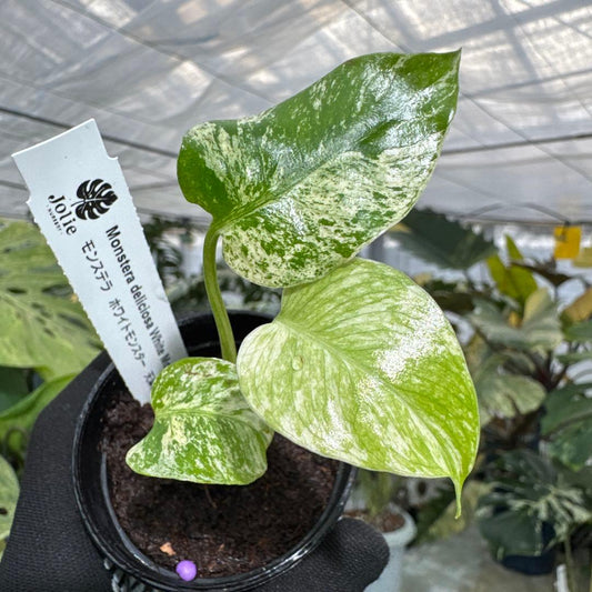 モンステラ デリシオーサ ホワイトモンスター 天津蘭 斑入り 2号ポリポット 希少種