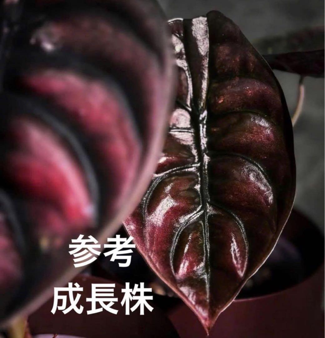 アロカシア クプレア レッドシークレット 2号【メタリックな赤銅葉が美しい】