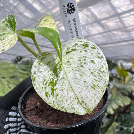 モンステラ デリシオーサ ホワイトモンスター 天津蘭 斑入り 2号 希少種