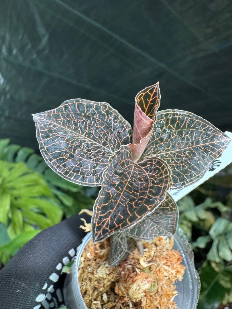 ジュエルオーキッド（宝石蘭）2寸ポリポット【輝く葉脈が美しい希少植物】