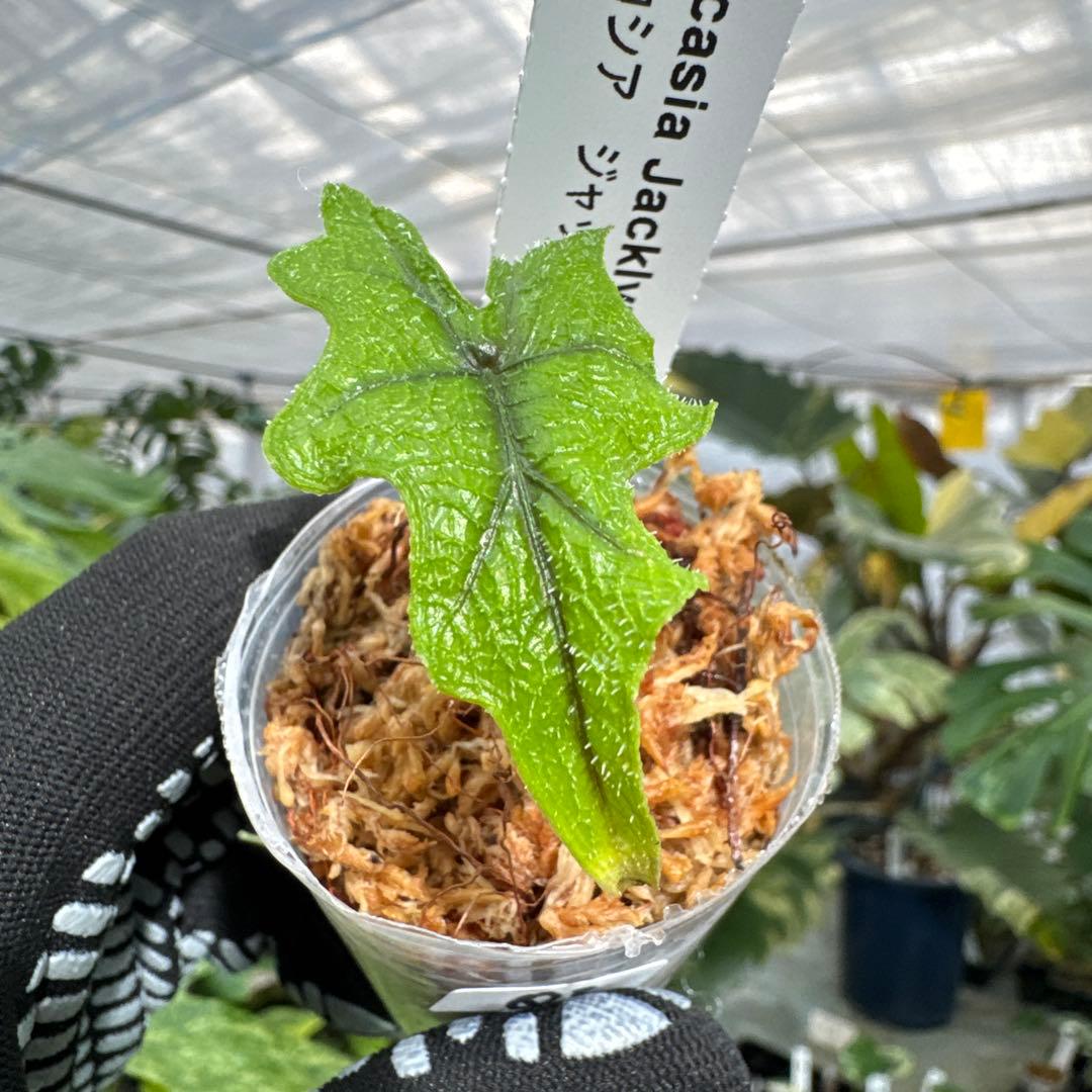 アロカシア ジャクリン(ジャックリン) 2号【独特な切れ込み葉が美しい