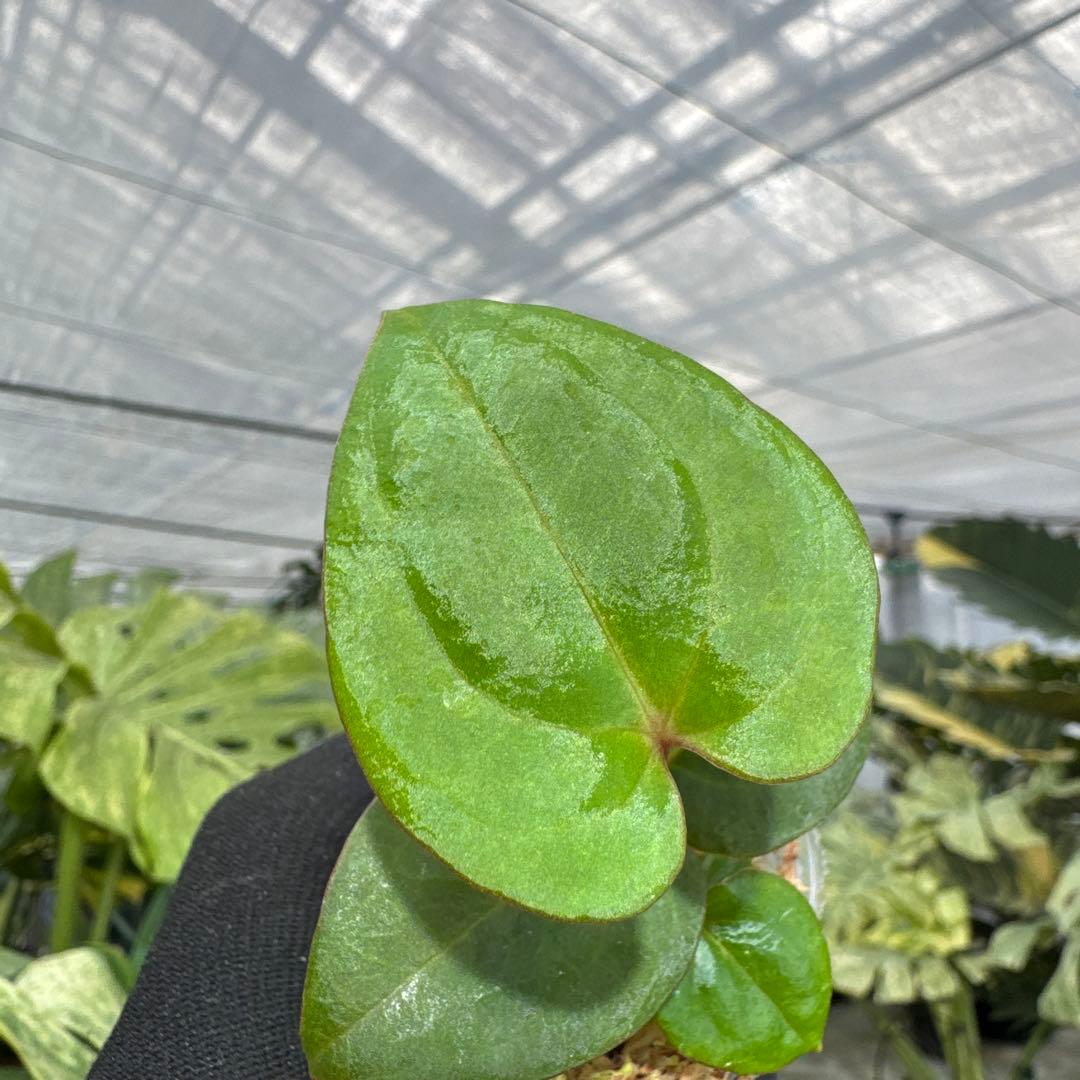 アンスリウム ダークフェニックス 2号（2寸ポリポット）【漆黒に輝く幻想的な葉姿】