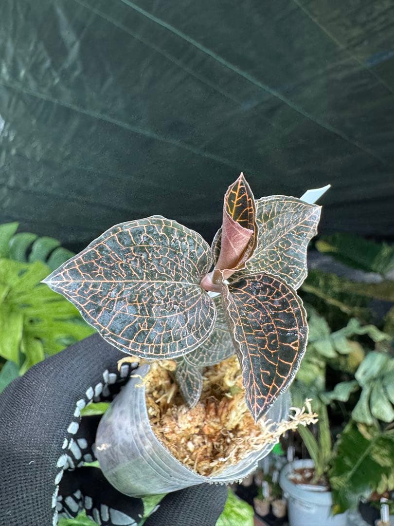 ジュエルオーキッド（宝石蘭）2寸ポリポット【輝く葉脈が美しい希少植物】