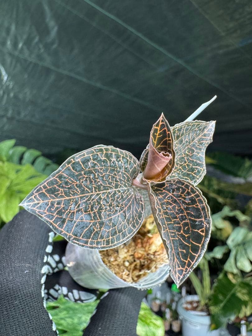 ジュエルオーキッド（宝石蘭）2寸ポリポット【輝く葉脈が美しい希少植物】