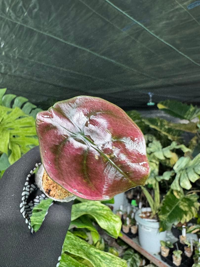 アロカシア クプレア レッドシークレット 2号【メタリックな赤銅葉が美しい】