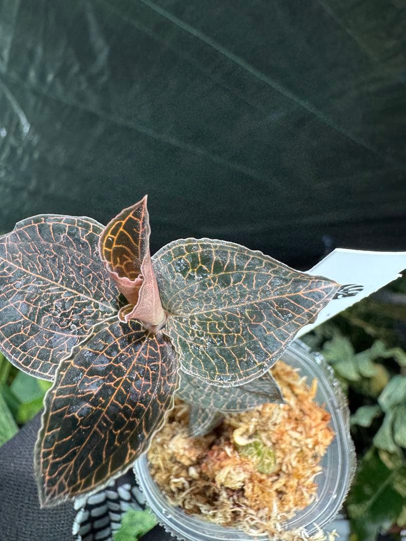 ジュエルオーキッド（宝石蘭）2寸ポリポット【輝く葉脈が美しい希少植物】
