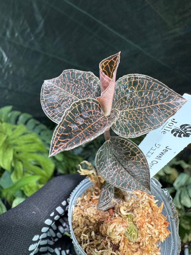 ジュエルオーキッド（宝石蘭）2寸ポリポット【輝く葉脈が美しい希少植物】