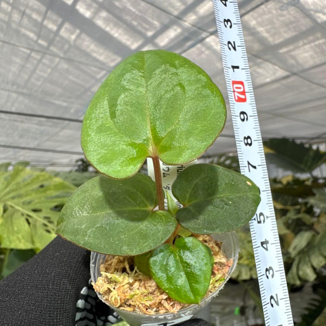 アンスリウム ダークフェニックス 2号（2寸ポリポット）【漆黒に輝く幻想的な葉姿】