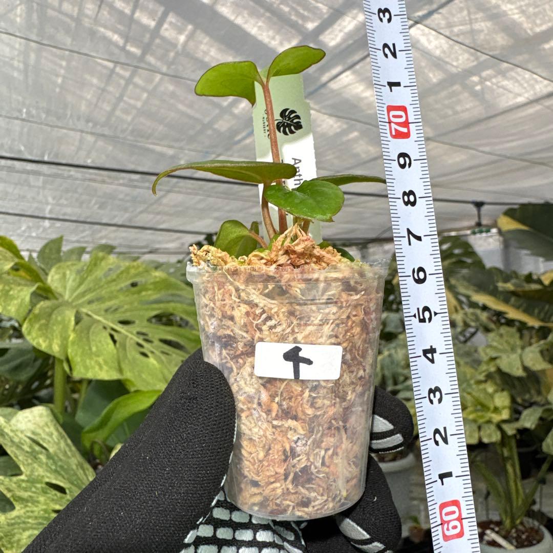 アンスリウム ダークフェニックス 2号（2寸ポリポット）【漆黒に輝く幻想的な葉姿】