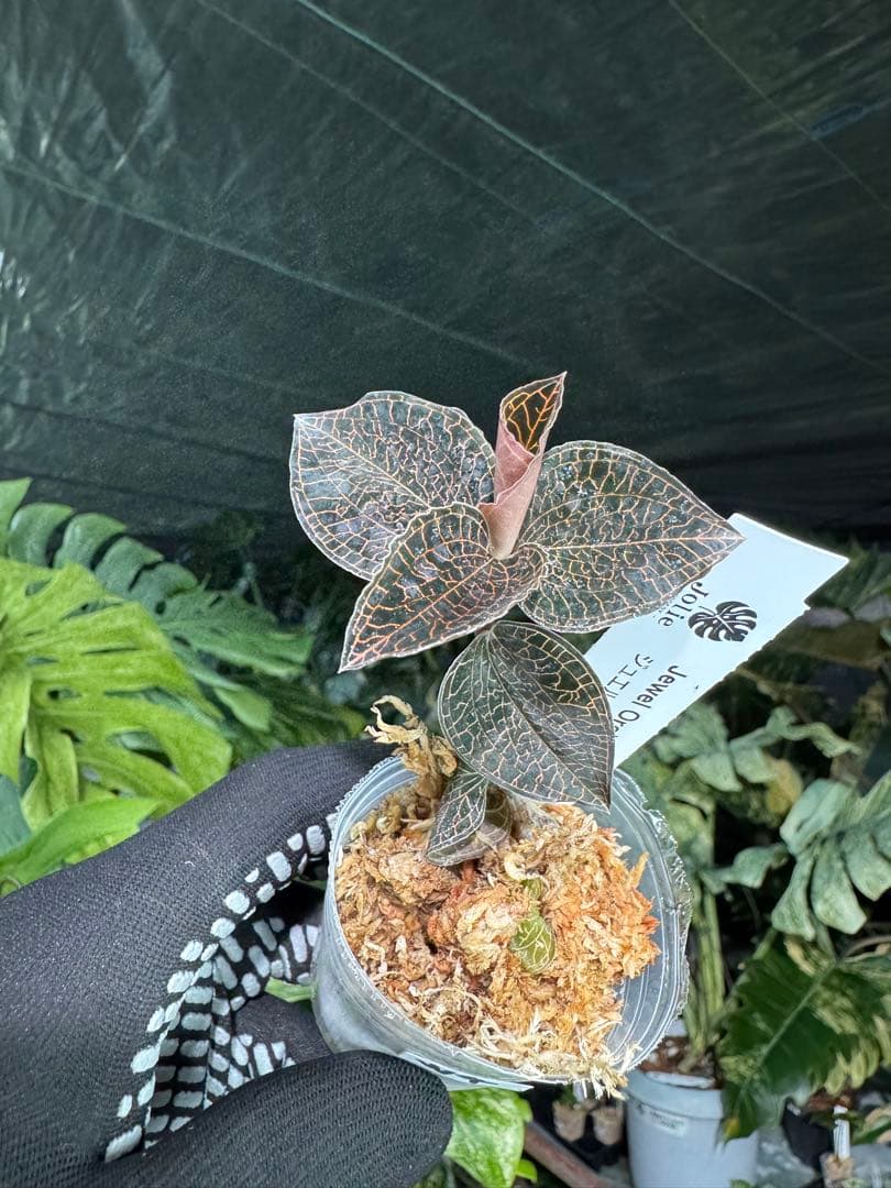 ジュエルオーキッド（宝石蘭）2寸ポリポット【輝く葉脈が美しい希少植物】