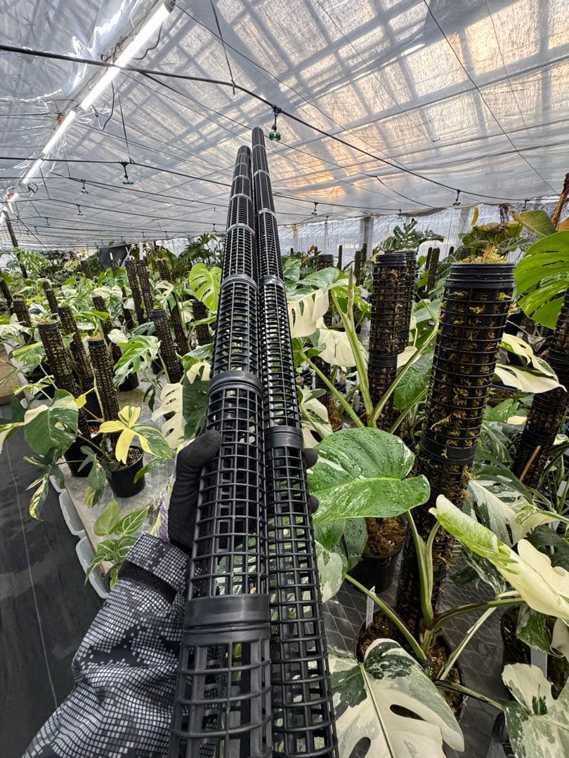 Jolie 円柱型モスポール 連結式モンステラ支柱 成長促進