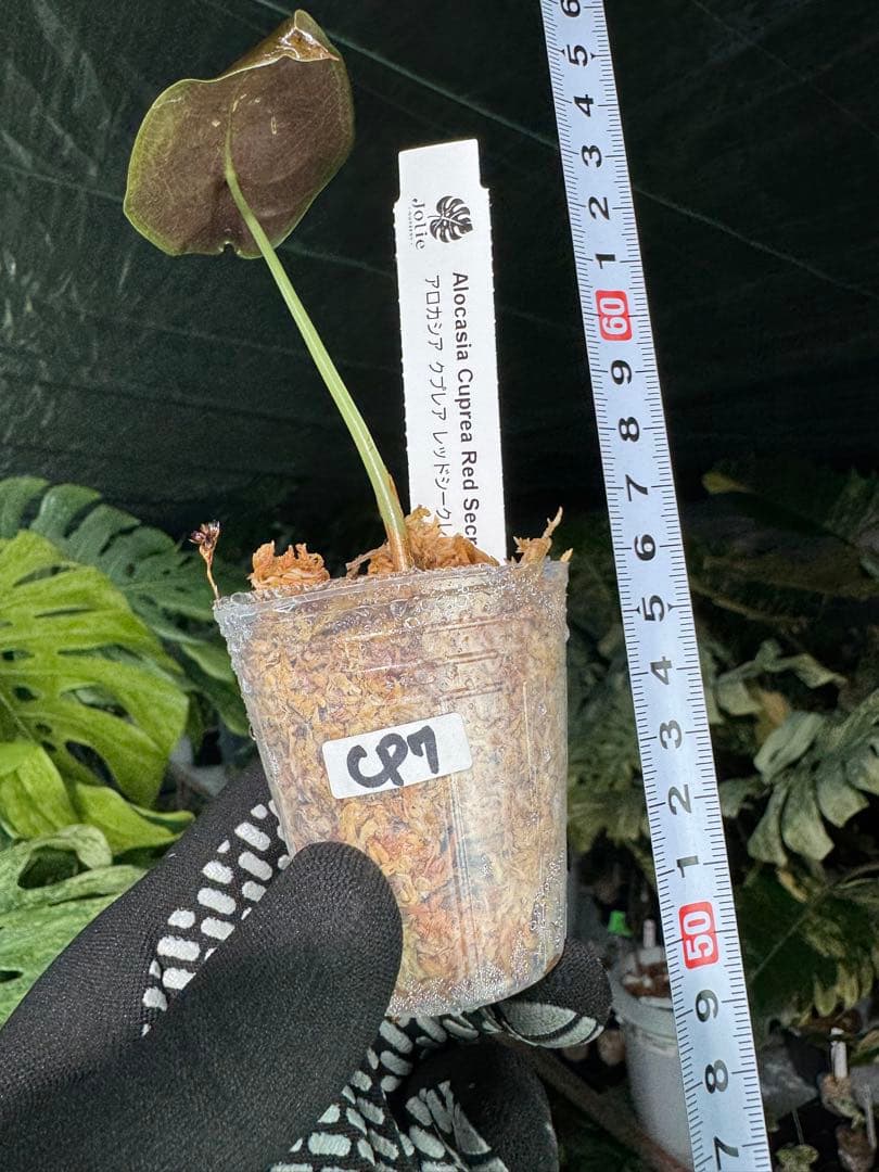 アロカシア クプレア レッドシークレット 2号【メタリックな赤銅葉が美しい】