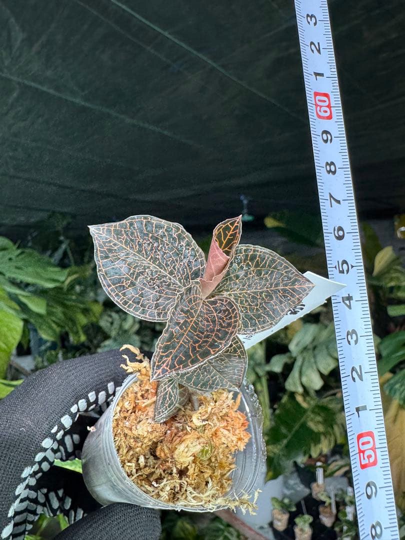 ジュエルオーキッド（宝石蘭）2寸ポリポット【輝く葉脈が美しい希少植物】