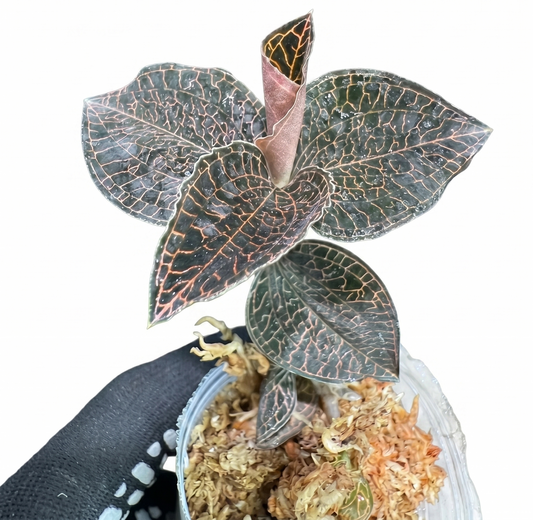 ジュエルオーキッド（宝石蘭）2寸ポリポット【輝く葉脈が美しい希少植物】