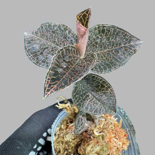 ジュエルオーキッド（宝石蘭）2寸ポリポット【輝く葉脈が美しい希少植物】