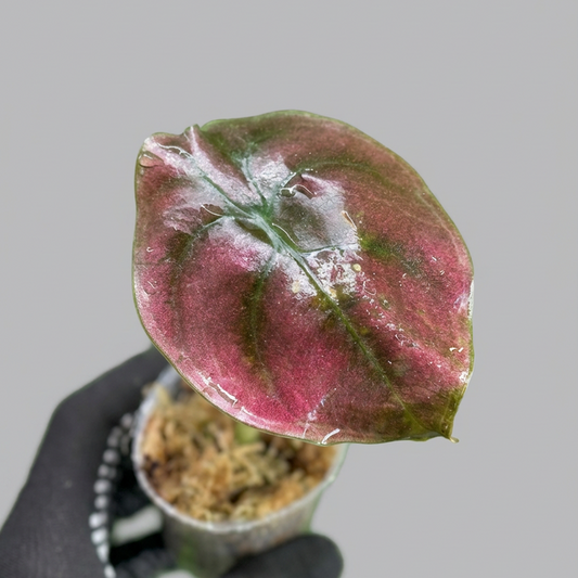 アロカシア クプレア レッドシークレット 2号【メタリックな赤銅葉が美しい】