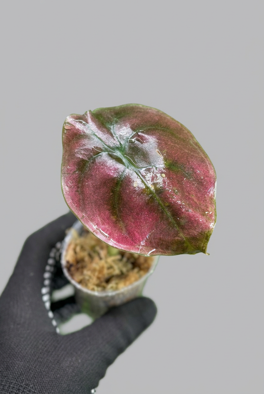 アロカシア クプレア レッドシークレット 2号【メタリックな赤銅葉が美しい】