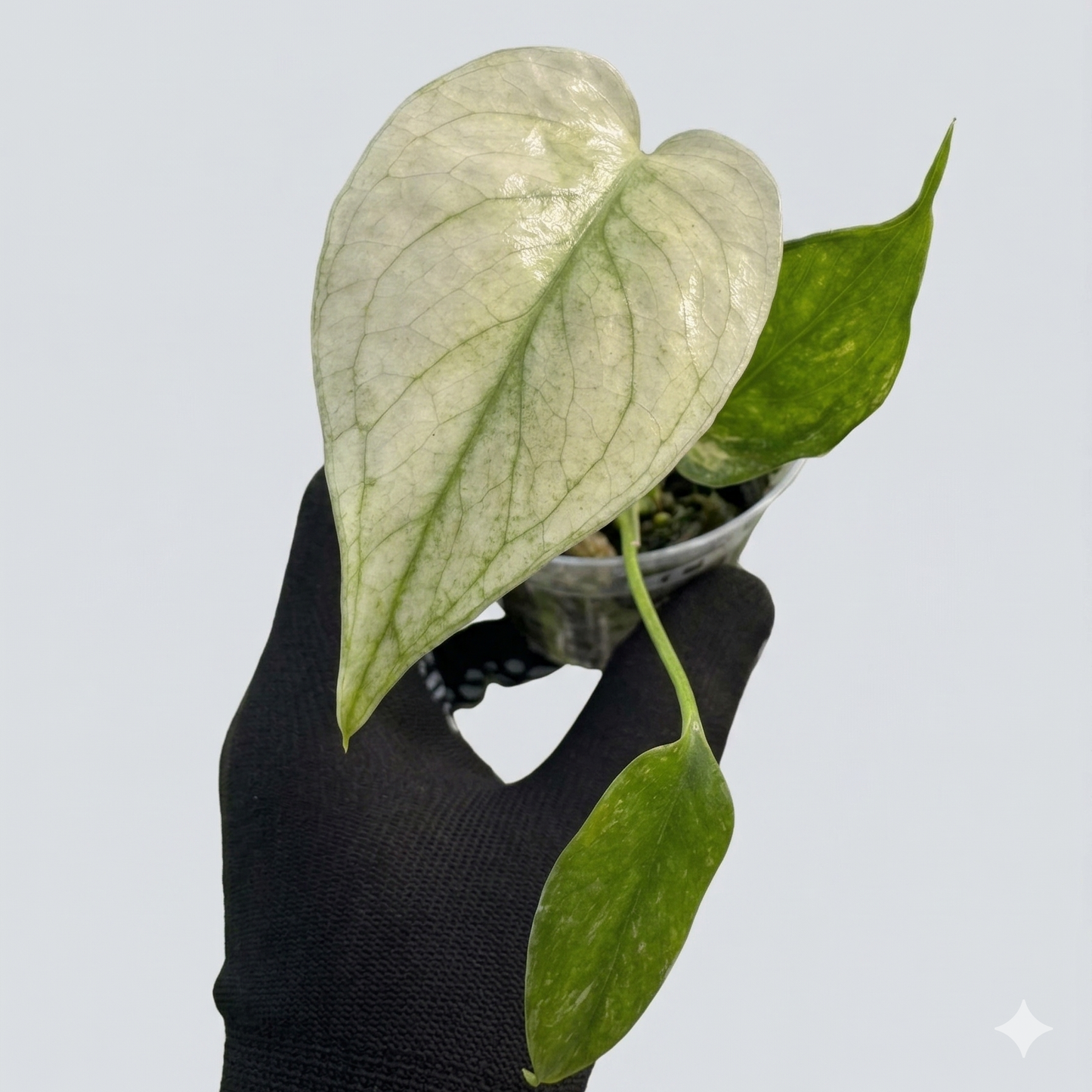 モンステラ デリシオーサ ミント 2寸ポリポット【爽やかなミント斑が美しい】