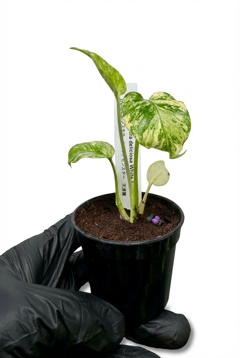モンステラ デリシオーサ ホワイトモンスター 天津蘭 斑入り 希少種