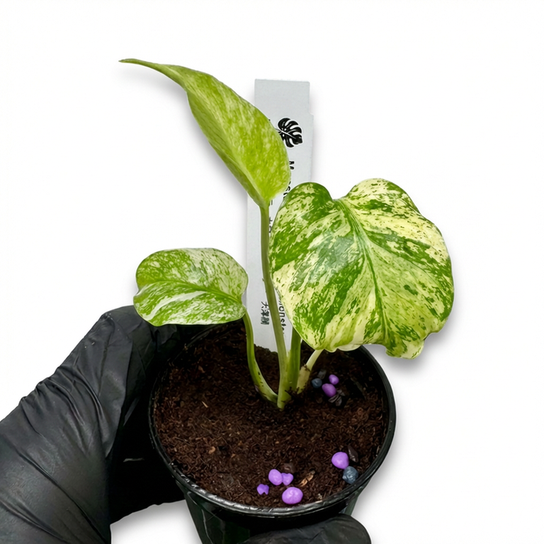 モンステラ デリシオーサ ホワイトモンスター 天津蘭 斑入り 希少種