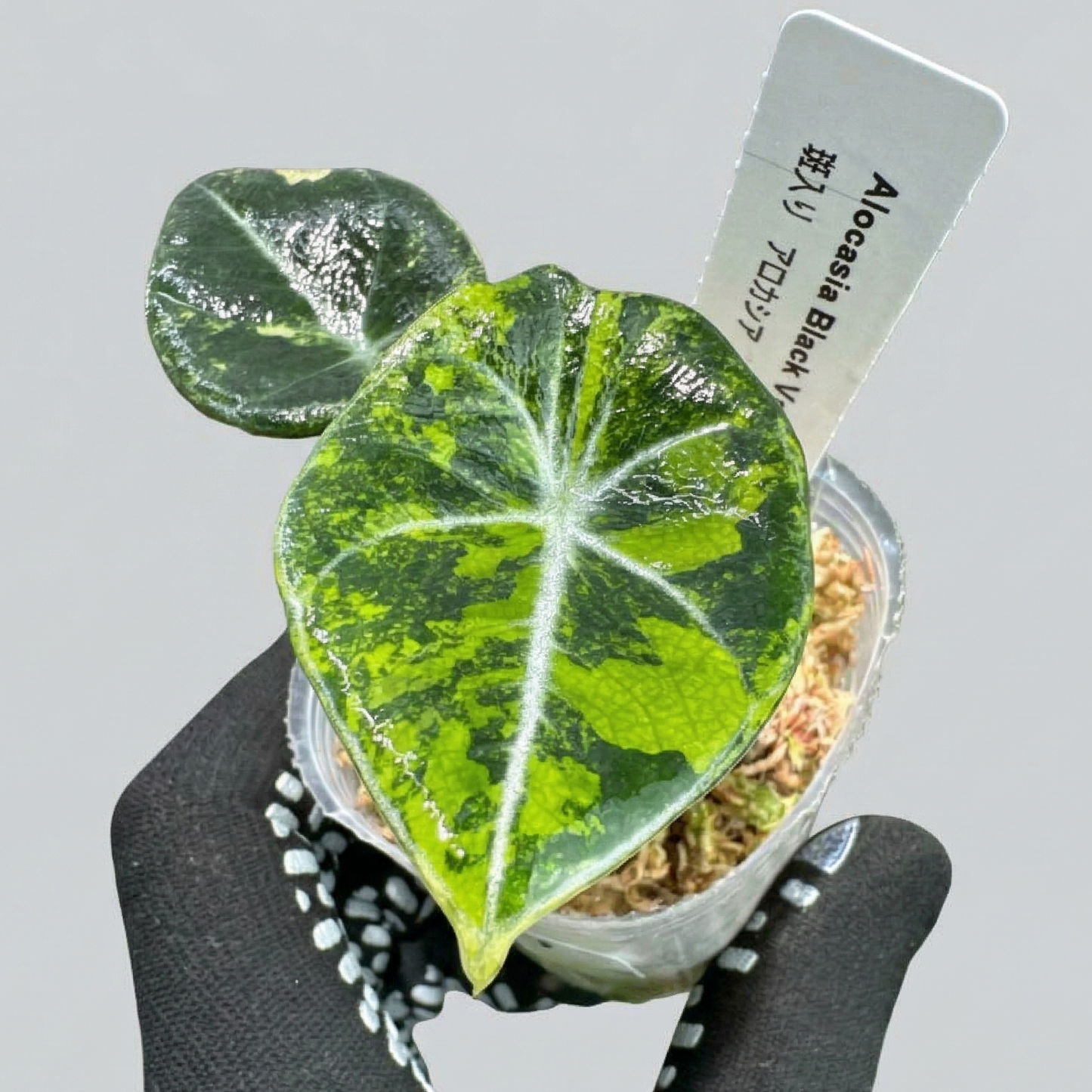 アロカシア ブラックベルベット ゴールド 黄斑入り 2号(2寸ポリポット)【漆黒の葉に映える黄金斑が魅力】