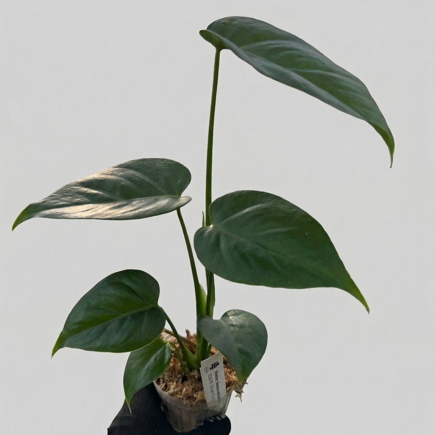 モンステラ シエラナ 斑入り 3号【個性的な葉姿と美しい斑が魅力】