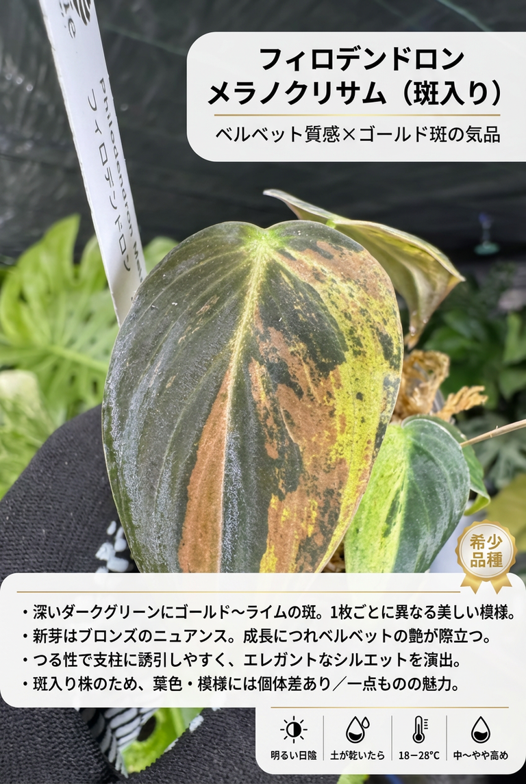 フィロデンドロン メラノクリサム 斑入り 2号【ベルベットのような葉質が美しい希少種】